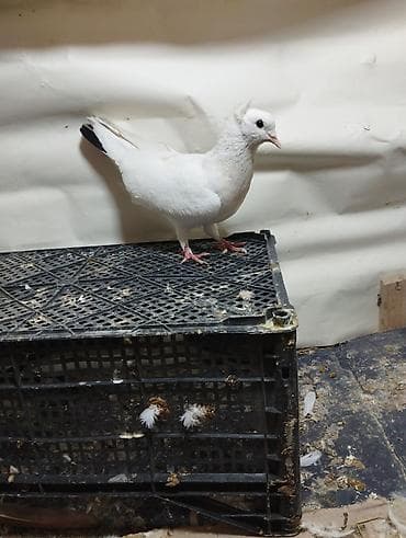 qus satisi: Qiymət Munasib Terkidirem Deyə satiram — 5