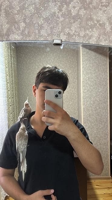 bit daragi harada satilir: Satılır sultan tutuquşusu cütü (cockatiel). Tam rucnoy əl quşlarıdı — 3