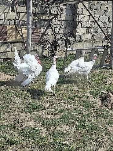 amerikan bronz hinduşka: Ağ rəngli hinduşka sürüsü - Növ: Ağ geniş döşlü (white turkey) — 3