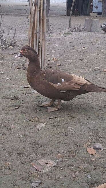 Toyuqlar: Krasnadar sortu erkək dişi ördəy satılır fərələr 30 erkək 40 manat — 6