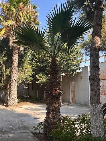 Tinglər: Bu palma ağacı müxtəlif ölçülərdə mövcuddur və bağçalar, parklar və — 4