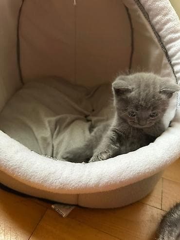 pişik: Boz rəngli şirin pişik balaları - Rəng: bərabər tünd-boz və açıq-boz — 8