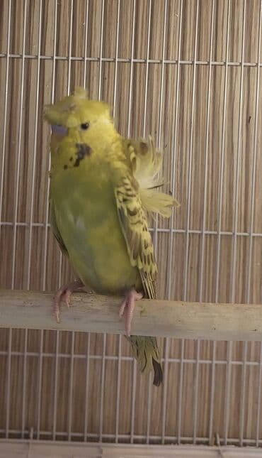 korella quşu: Salam erkey japones 3 4 ayliq erkeydi atasi texsas japones anasi — 5