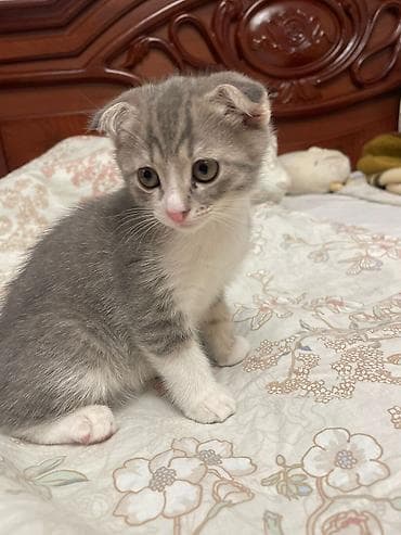 pişik şotlant: Şotland yastı qulaq — 4