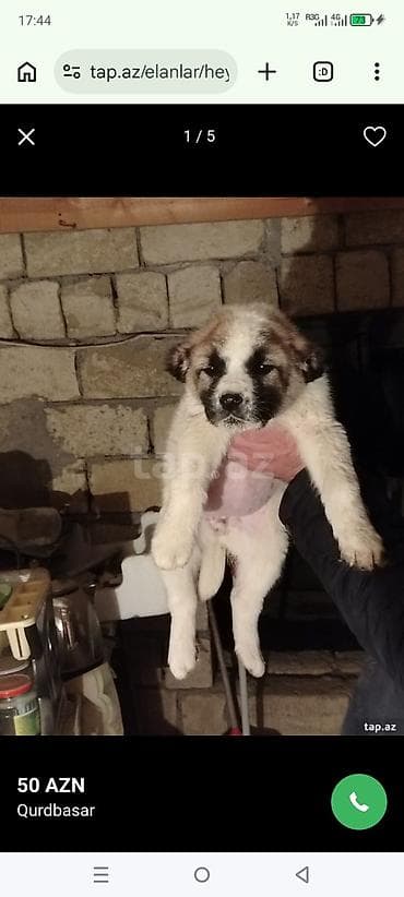 ingilis setteri it cinsi: Qurdbasar — 1