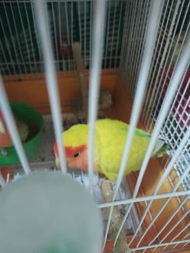 quş yuvasi: Hazir cütdü qefesi, yuvasiyem qabis, su qabi hamisi bir yerde — 4