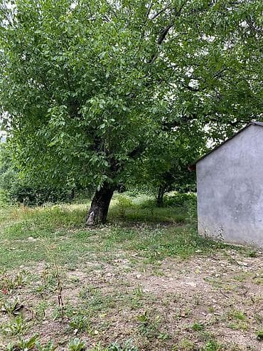 Tikinti, Mülkiyyətçi