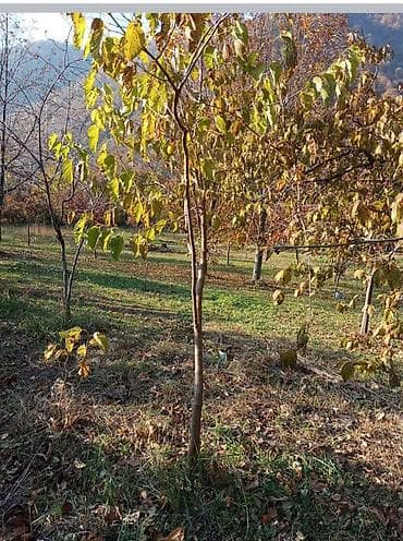 xeste baxıcı: Salam satışda zoğal iri sort bocka sort tut xar alma armud alca göycə — 3