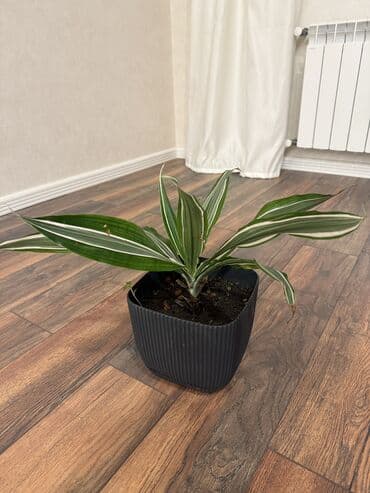 orxideya gülü qiyməti: Satilir her biri 25azn — 1