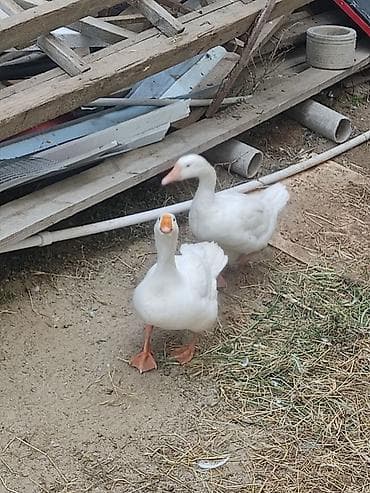 bakida qus satisi: Iki ededi qiymet iksine. aiidi. cutu 60 m iksde. diwidi — 7