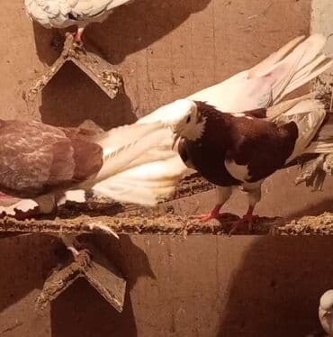 tuklu it: Temiz babayevisqi eni quyruq hundur ayaq uzun quwdardi erkey dest ag — 4