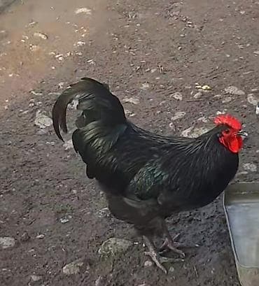 qaz nece gune bala cixarir: Salam 1 ədəd Avestroloq. 2 ədəd herati döyüşkən xorur.1 ədəd də.yerli — 1