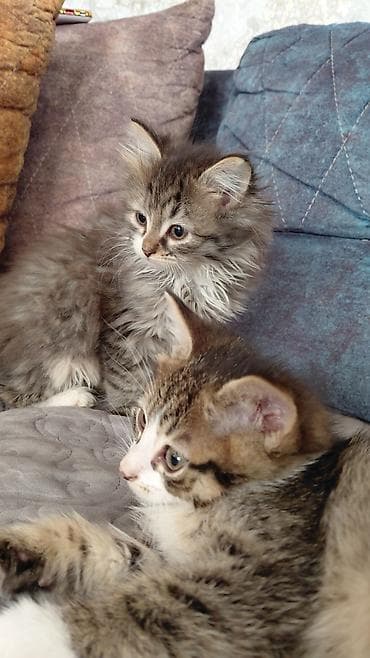 pişik itib: Yaxşı əllərə — 4