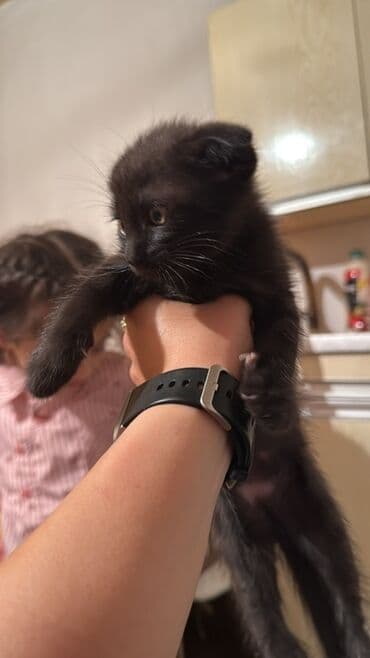 вислоухий кот цена: Şotland yastı qulaq, Yaxşı əllərə — 2