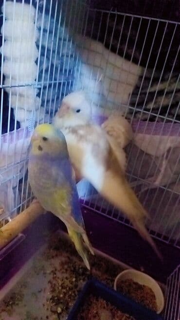 Heyvanlar üçün mallar: Temiz qan rainbov erkey bala turkiyeden gelme qandi — 1