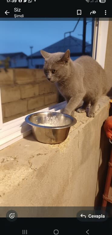 pişik cutleşdirme: Rus mavi, Yaxşı əllərə — 1