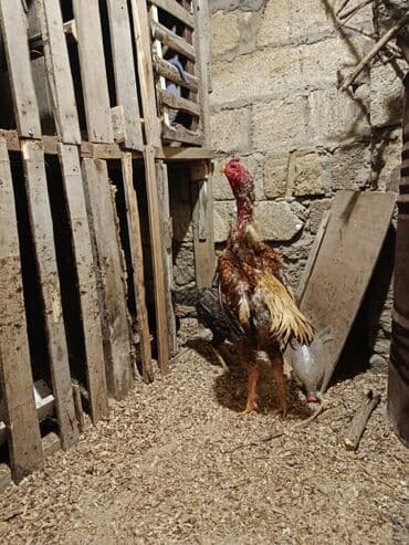 Akvariumlar: Çu şamo heyvan tüləkdi quyruğ boyunu 1 yaş 2 ayliğ civarındadı hündür — 2