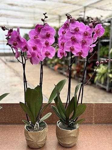 badam baglari: Orxideya sadə dibçəyində 40azn. Hədiyyəlik bağlama əlavə 2azn — 1