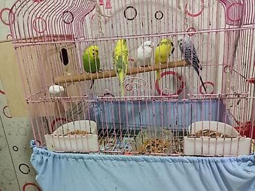 qefes: Tutuquşu qəfəsi və aksesuarları dəsti - Rəng: çəhrayı metal qəfəs - — 2