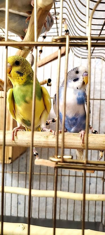 heyvanlarin satisi: İki Cüt Tutuquşu Satılıt Bir Cüt Ağ Bir cütdə Bulud Rəngdə və Sarılı — 2