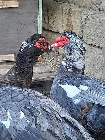 Təmiz lavanda ördək yalnız erkək ördək satılır Yaxşı qulluq olunsa