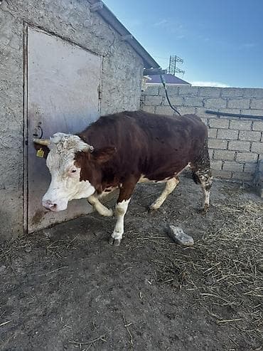 Balıqlar: İki baş simmental düyə satılır. Biri 3 aylıq,biri isə 1 aylıq — 3