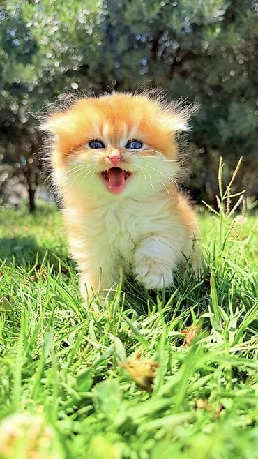 chinchilla kedi: Wp uzerinden elaqe saxlayin — 1