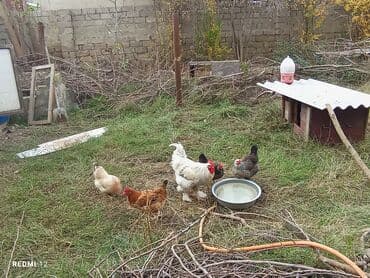 Кошки: Курица, Brama, Для разведения — 4