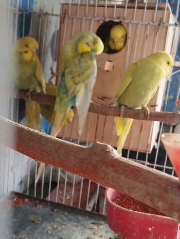 tutuquşu haqqında: 13 ededdir aktiv balalardir deneyle 9 manat hamsini alana 8 manatdan — 7