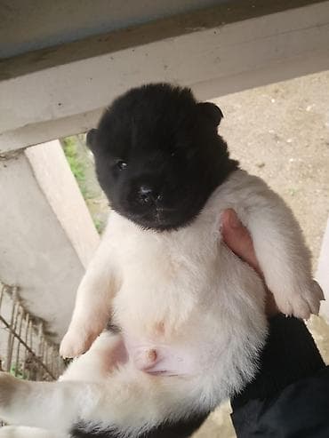 itlerin satişi: Akita-inu, 1 ay, Peyvəndli, Ünvandan götürmə, Pulsuz çatdırılma, Ödənişli çatdırılma — 3
