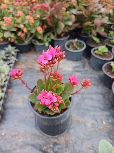 Çöl bitkiləri: Kalanxoe (Kalanchoe blossfeldiana) – saksı bitkisi - Çeşid: çiçəkli — 3
