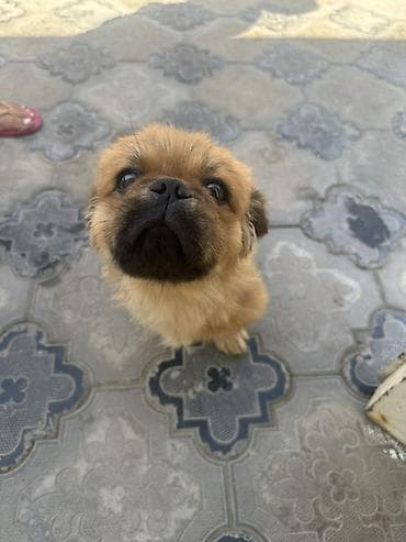 kaski itleri: Pekines — 1