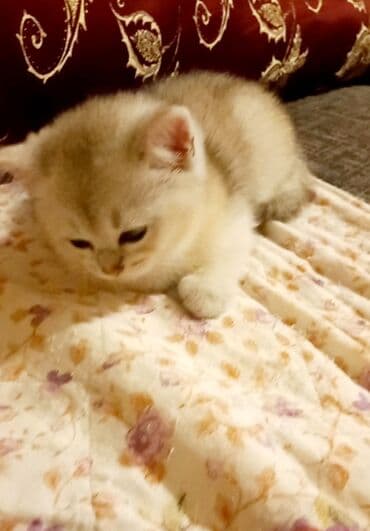 etibarlı əllərə verilir: Britan, Erkək, Dişi, Yaxşı əllərə, Ünvandan götürmə — 5