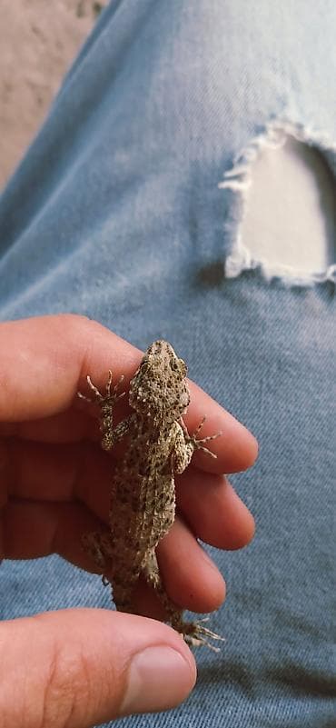 quzu satilir 2021: Kərtənkələ biri 5 azn — 1