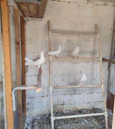 göyercin: Sadə göyərçinlər satılır. 4 ədəd qalıb. Biri 5 AZN — 5