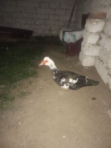 İtlər: Lal ordey satlir cavandi temiz 4kilo eti var damazliqa eldi - — 2