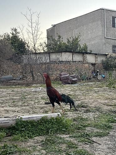 İtlər: Heyvan göz qabagındadı 1.6yası var döyüs videosu var tüləydən təzə — 4