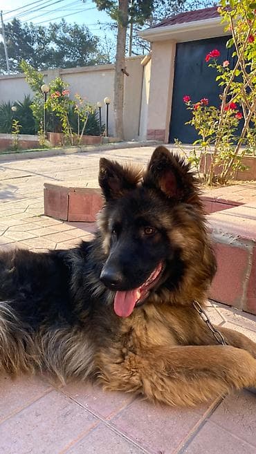 Təmiz saf qan nemes erkek afçarka, 1 Yaşı var. Bütün peyvəndləri — 2