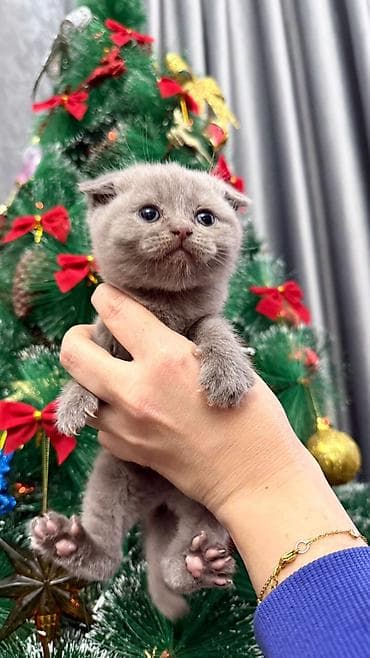 ev pisiyi satisi: Britan yastı qulaq, Erkək, Dişi, Yaxşı əllərə, Ünvandan götürmə, Pulsuz çatdırılma, Ödənişli çatdırılma — 10