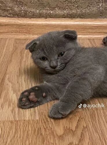 heyvan pişik: Britan, Erkək, Dişi — 1