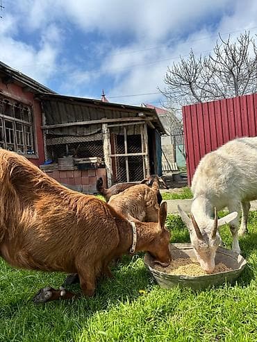 ucuz pisik yemekleri: 2-ci qarın əkiz balalı Alpin keçisi, balaları Hələbin mələzidir. Bir — 1