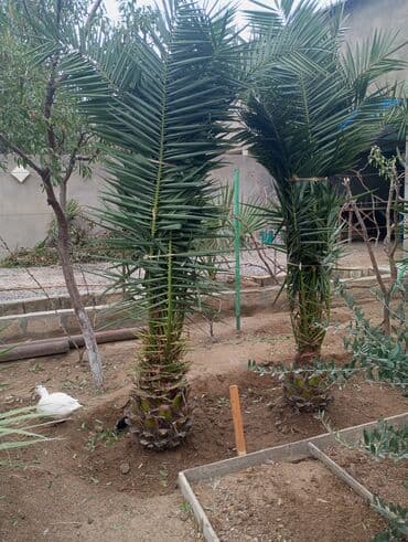 finik palmasi: Palma ağacı Finiklər 3 ədəd boyu 3 metr gövdəsi 70 sm.Yalniz zəng — 1