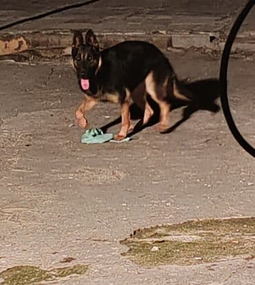 it yuvasi: Alman çoban iti, 2 il, Dişi — 2