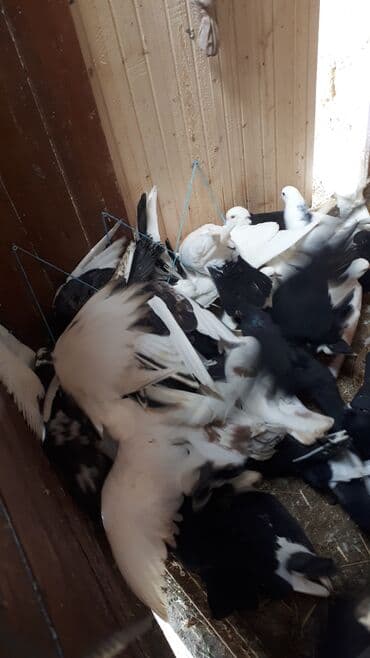 sumqayit goyercin: Məhsul: Ev göyərçinləri (bir neçə rəngdə və növdə) Təsvir: - — 9