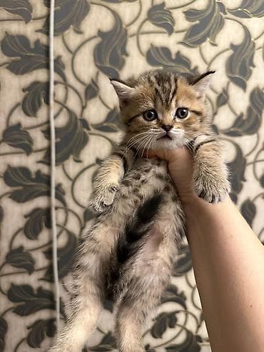 piwik sekilleri: Şotland yastı qulaq — 6