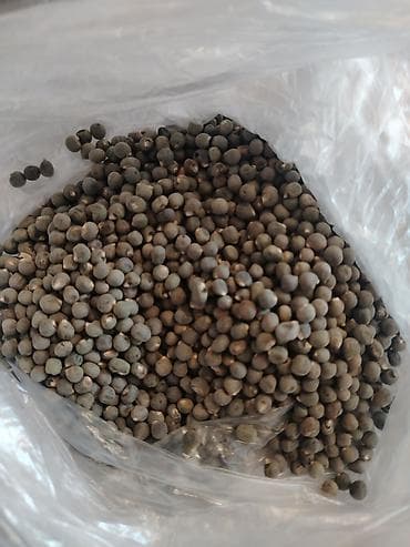 Bamiyə toxumu, sümük ağrılarına ve diz ağrılarına, diz qapağı