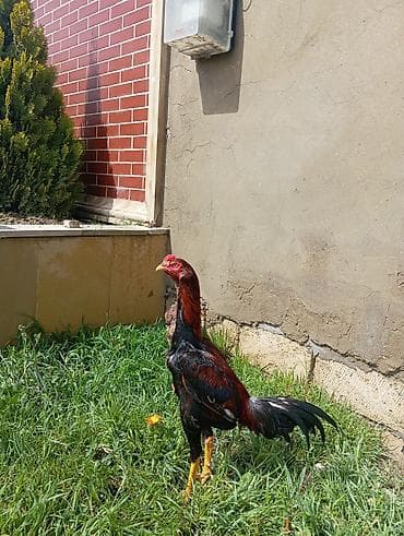 брама гигант: Salam. Güclü cinsi heyvan satiram. Meydanliqdir. Ətraflı məlumat üçün — 4
