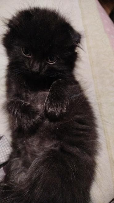 pişik: Yaxşı əllərə — 2