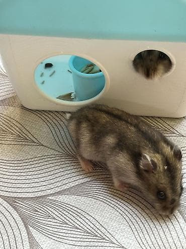 Heyvanlar: Salam 2 dənə hamster balası satılır yuvasıyla birlikdə yanında — 3