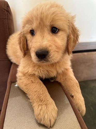 erkek: Labrador-retriver, 1 ay, Erkek — 6